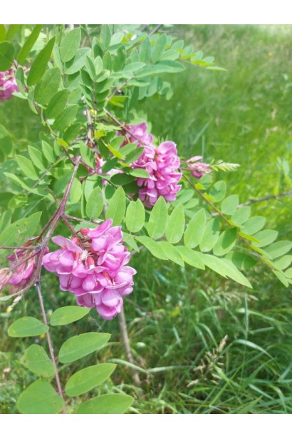 Акація рожева - фіолетово-рожеві квіти